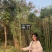 竹苗竹子苗价格竹类植物竹苗批发苏北大型竹苗基地
