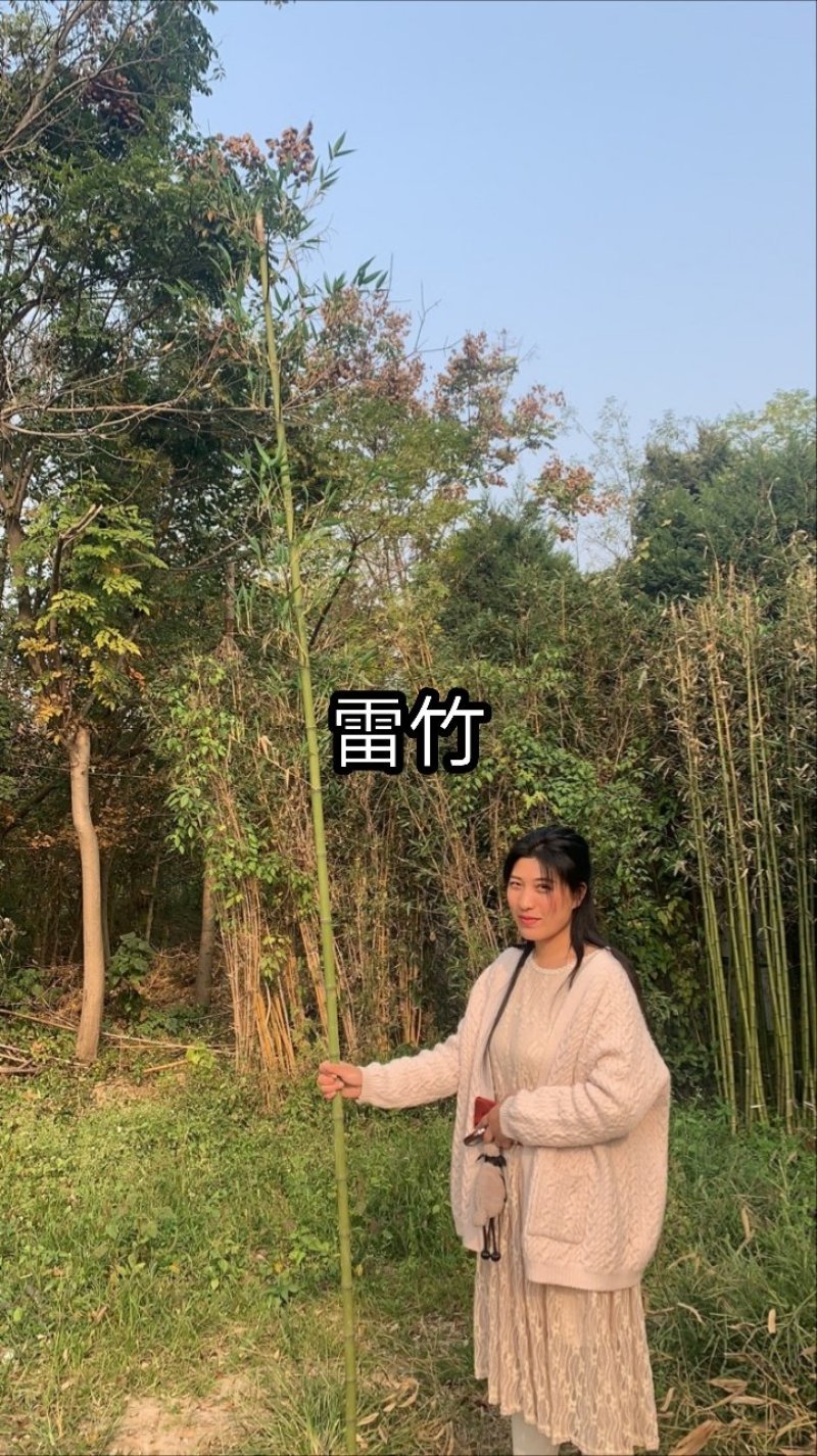 竹苗竹子苗价格竹类植物竹苗批发苏北大型竹苗基地