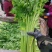 芹菜，大棚西芹品质好，口感好，耐运输，代发全国