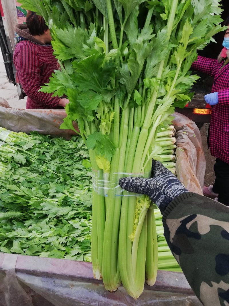 芹菜，大棚西芹品质好，口感好，耐运输，代发全国