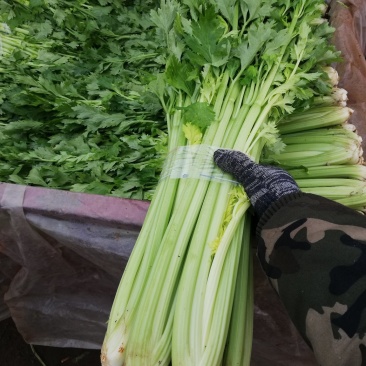 芹菜，大棚西芹品质好，口感好，耐运输，代发全国