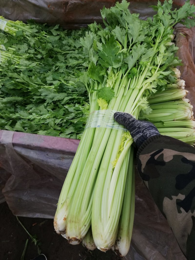 芹菜，大棚西芹品质好，口感好，耐运输，代发全国