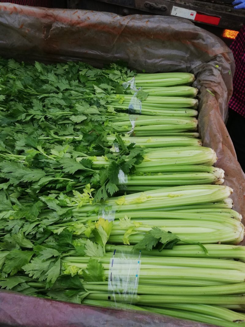 芹菜，大棚西芹品质好，口感好，耐运输，代发全国