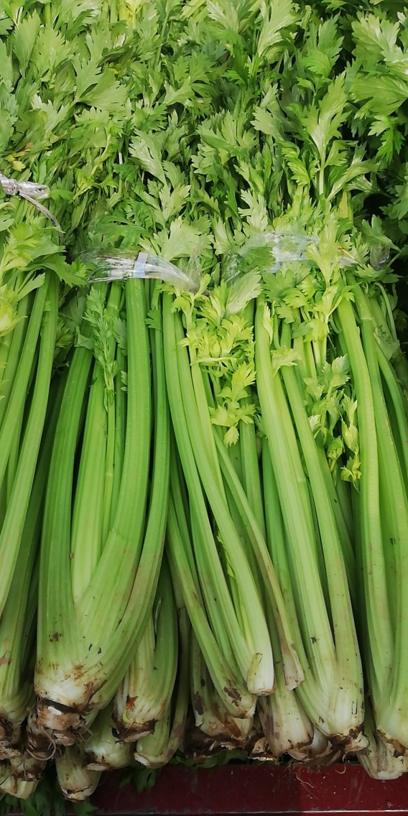 芹菜，大棚西芹品质好，口感好，耐运输，代发全国
