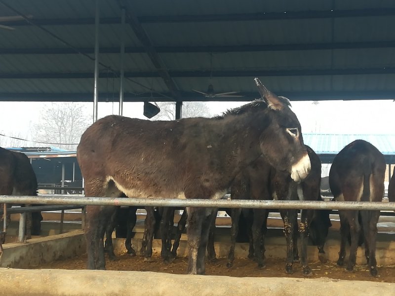 肉驴驴苗肉驴价格驴驹视频驴屠宰肉驴肉驴苗肉驴崽驴苗多少钱