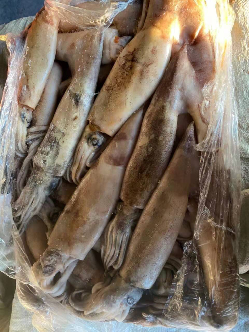 【有好货】精品鱿鱼原头冻板鱿鱼朝鲜边贸批发量大优惠