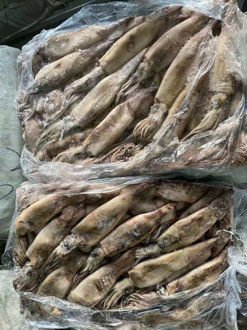 【有好货】精品鱿鱼原头冻板鱿鱼朝鲜边贸批发量大优惠