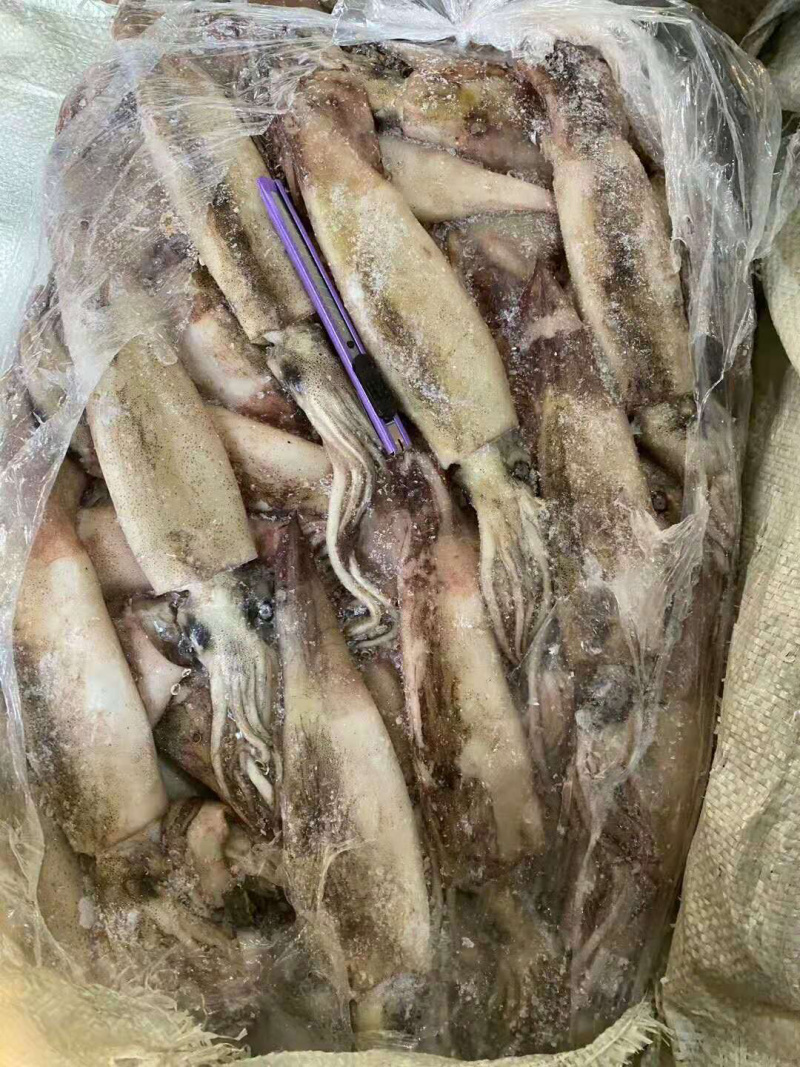 【有好货】精品鱿鱼原头冻板鱿鱼朝鲜边贸批发量大优惠
