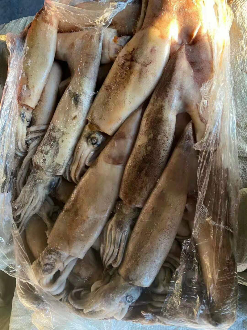 【有好货】精品鱿鱼原头冻板鱿鱼朝鲜边贸批发量大优惠