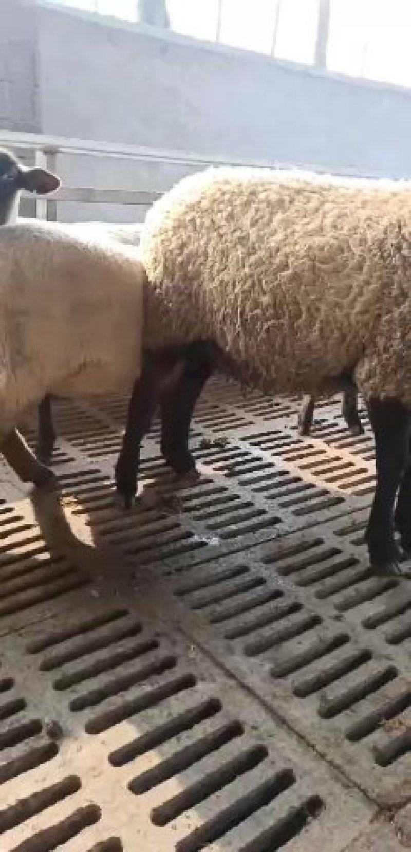 怀孕大母羊价格可挑选下奶怀孕羊大型养殖场