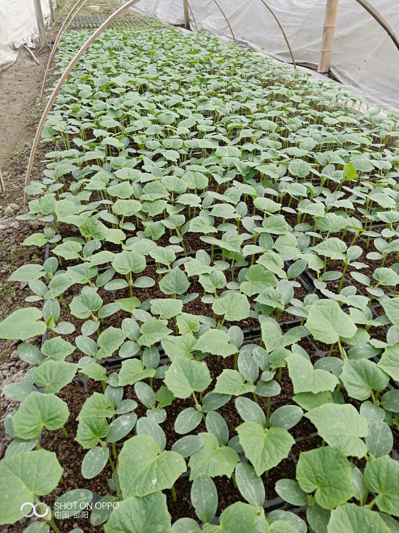 黄瓜苗，基地直供湖南高产优、纯黄瓜苗，常接受预定和代育苗