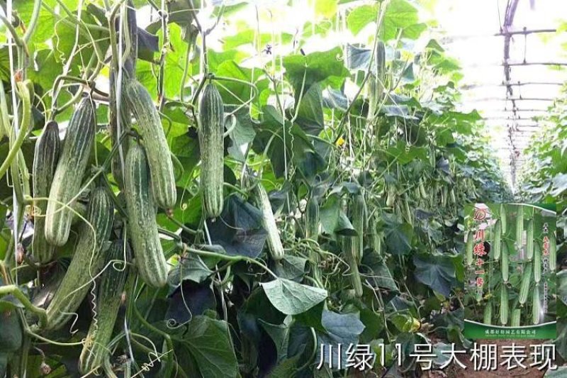 黄瓜苗，基地直供湖南高产优、纯黄瓜苗，常接受预定和代育苗