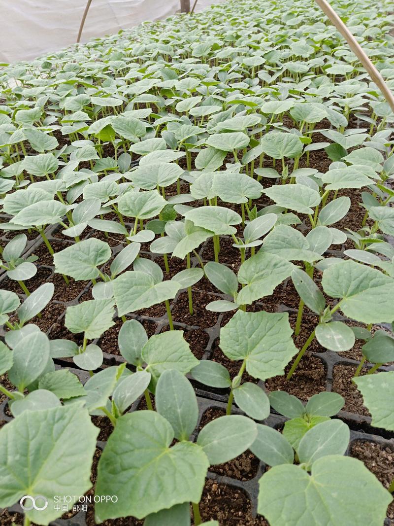 黄瓜苗，基地直供湖南高产优、纯黄瓜苗，常接受预定和代育苗