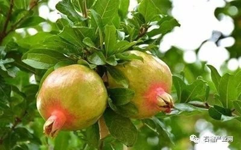 软籽石榴苗蒙阳红大石榴