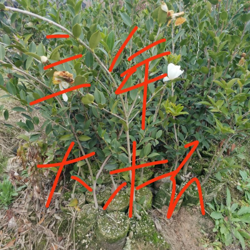 【优质】湖南精品油茶苗大量现货供应品质优良欢迎选购