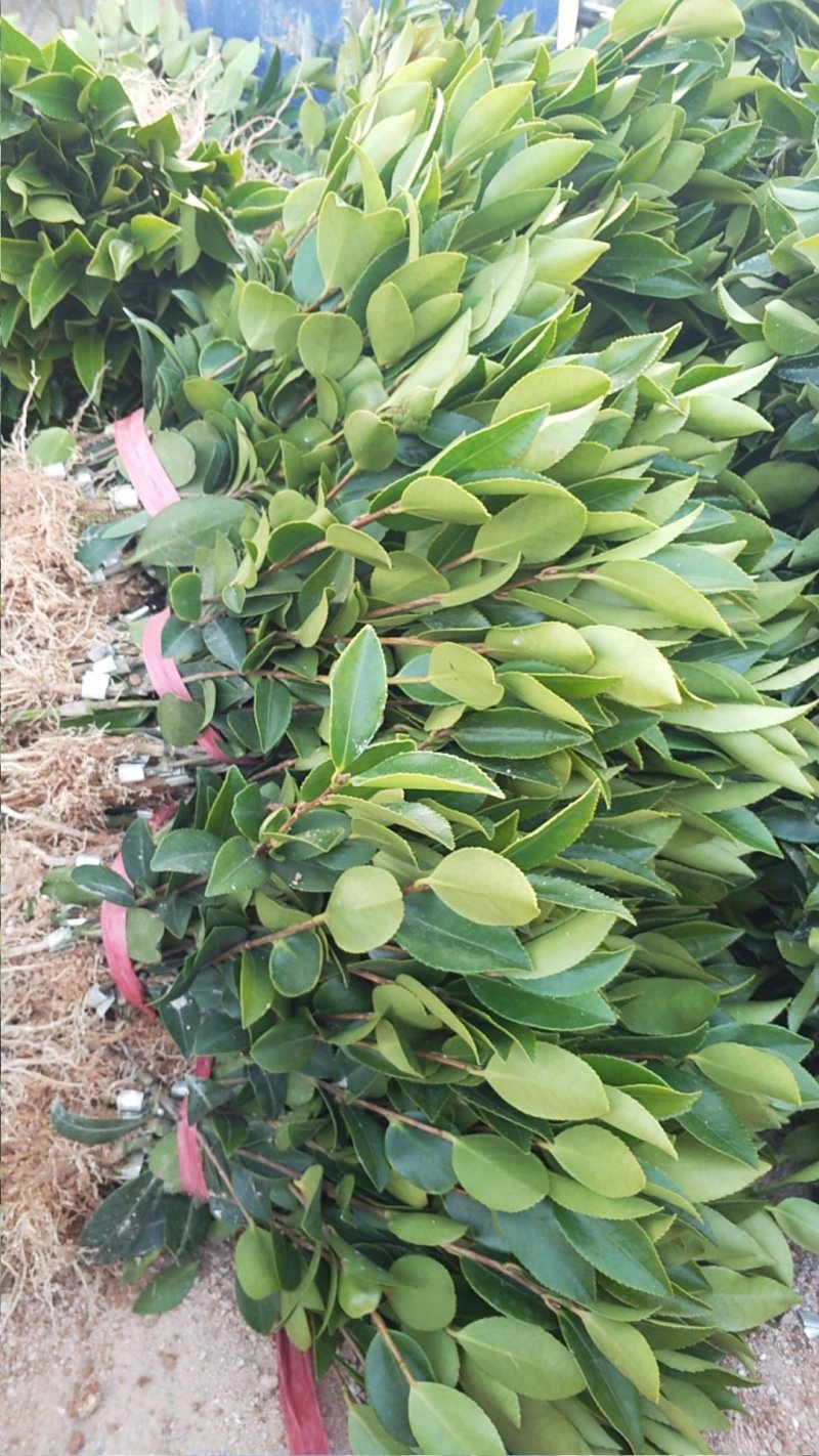 【优质】湖南精品油茶苗大量现货供应品质优良欢迎选购