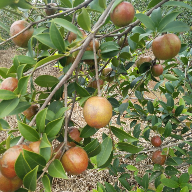 【优质】湖南精品油茶苗大量现货供应品质优良欢迎选购