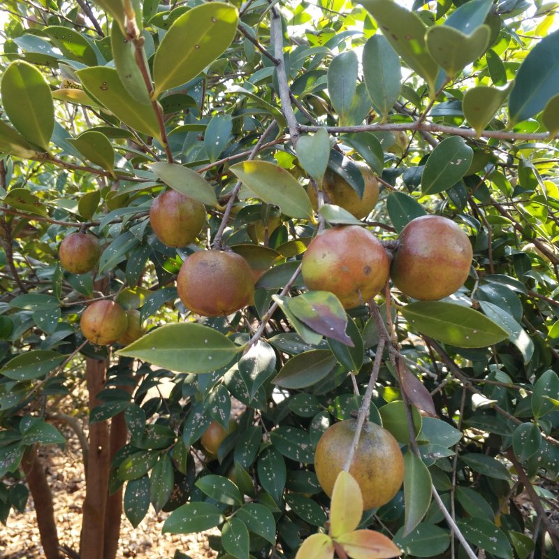 【优质】湖南精品油茶苗大量现货供应品质优良欢迎选购
