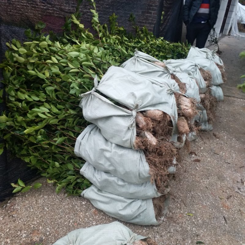 【优质】湖南精品油茶苗大量现货供应品质优良欢迎选购