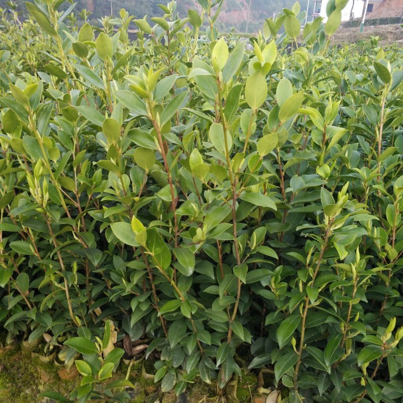 【优质】湖南精品油茶苗大量现货供应品质优良欢迎选购