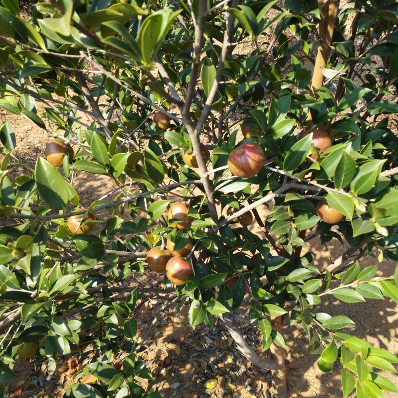 【优质】湖南精品油茶苗大量现货供应品质优良欢迎选购