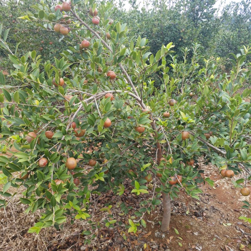 【优质】湖南精品油茶苗大量现货供应品质优良欢迎选购