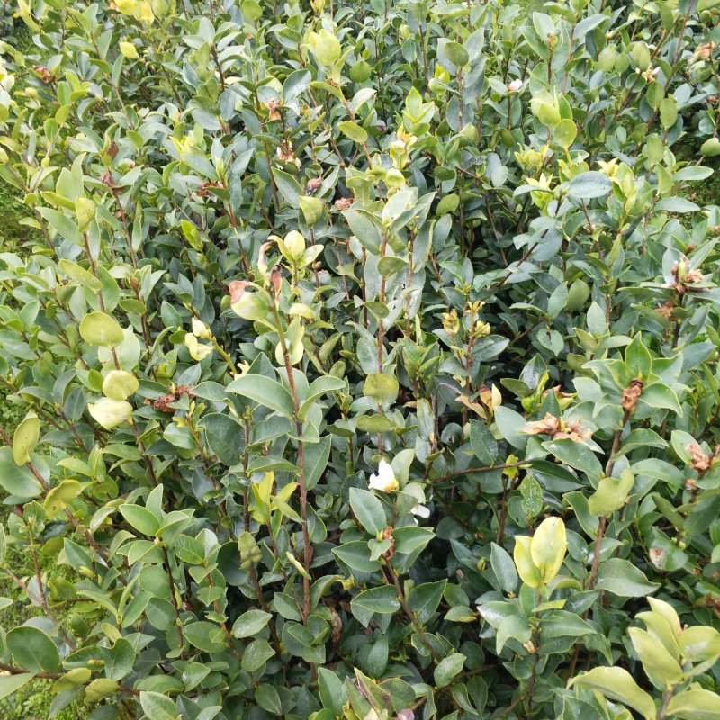【优质】湖南精品油茶苗大量现货供应品质优良欢迎选购