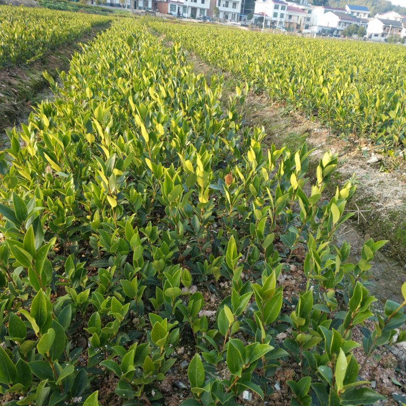 【优质】湖南精品油茶苗大量现货供应品质优良欢迎选购