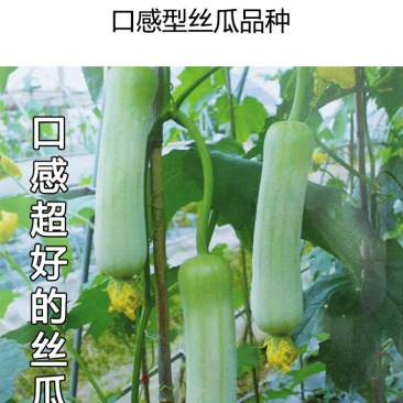 丝瓜苗，基地直供湖南高端丝瓜苗，提前预定金。