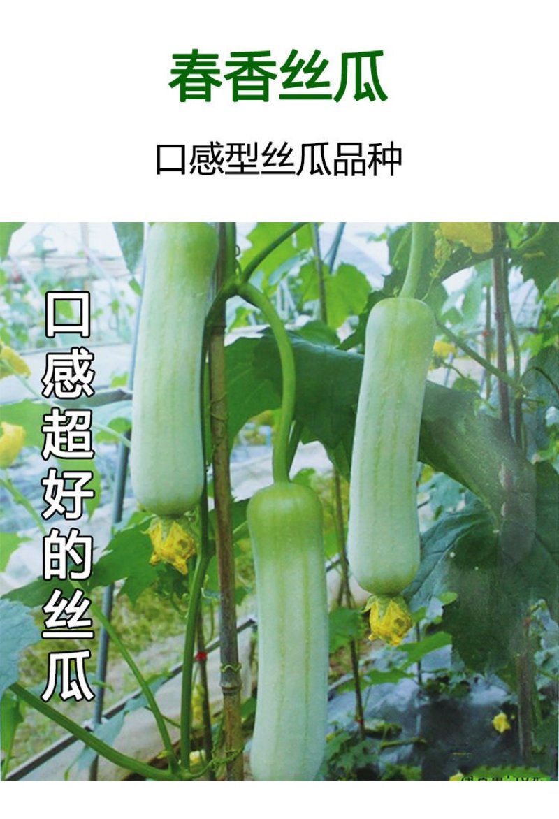 丝瓜苗，基地直供湖南高端丝瓜苗，提前预定金。