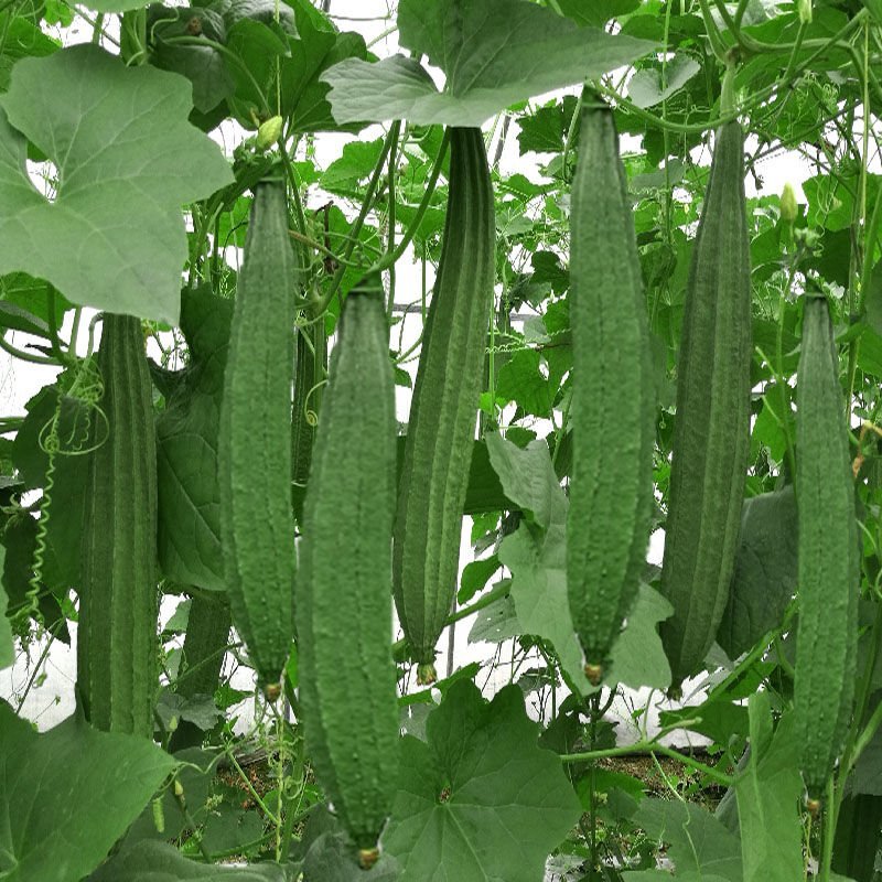 丝瓜苗，基地直供湖南高端丝瓜苗，提前预定金。