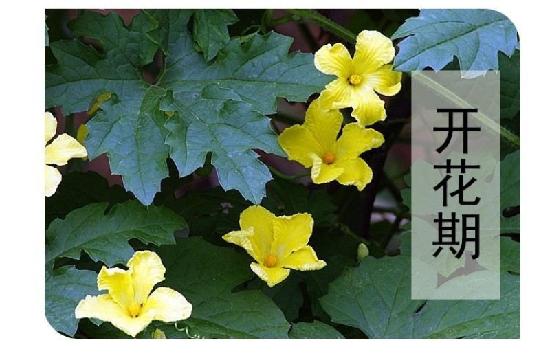 苦瓜苗，基地直供湖南高端优纯苦瓜苗，常年接受预定和代育苗