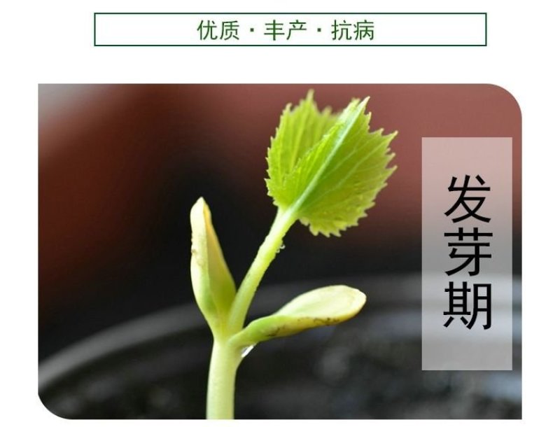 苦瓜苗，基地直供湖南高端优纯苦瓜苗，常年接受预定和代育苗