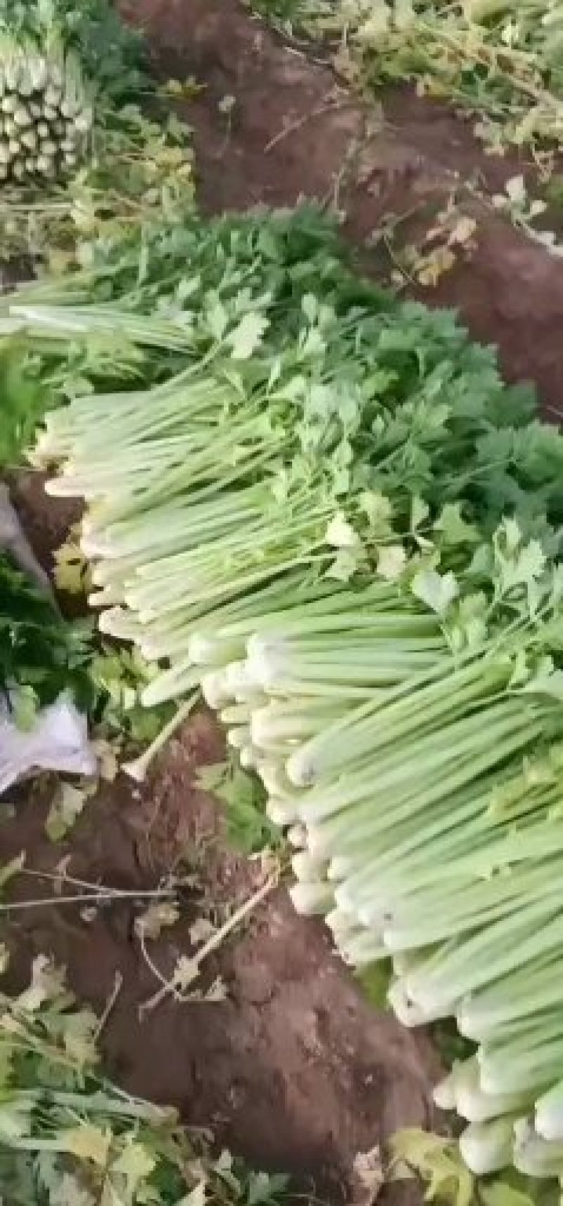 芹菜，大，中小棵都有一手货源，60cm以上