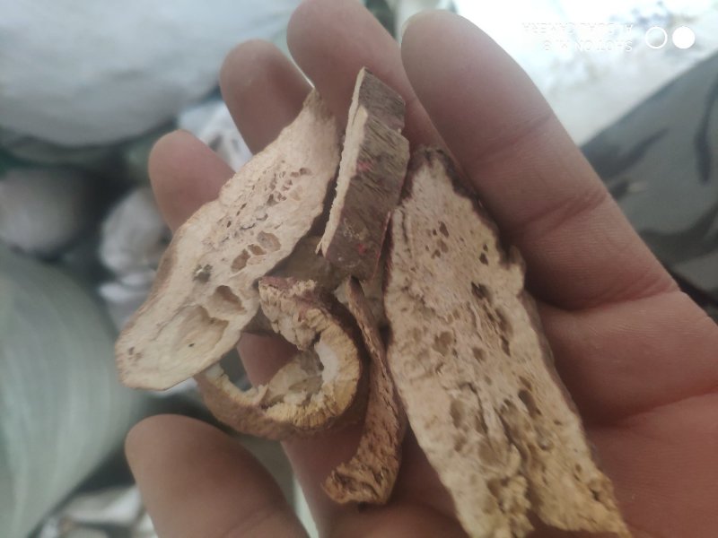 仙人头野辣萝卜母子老罗卜根白萝卜根