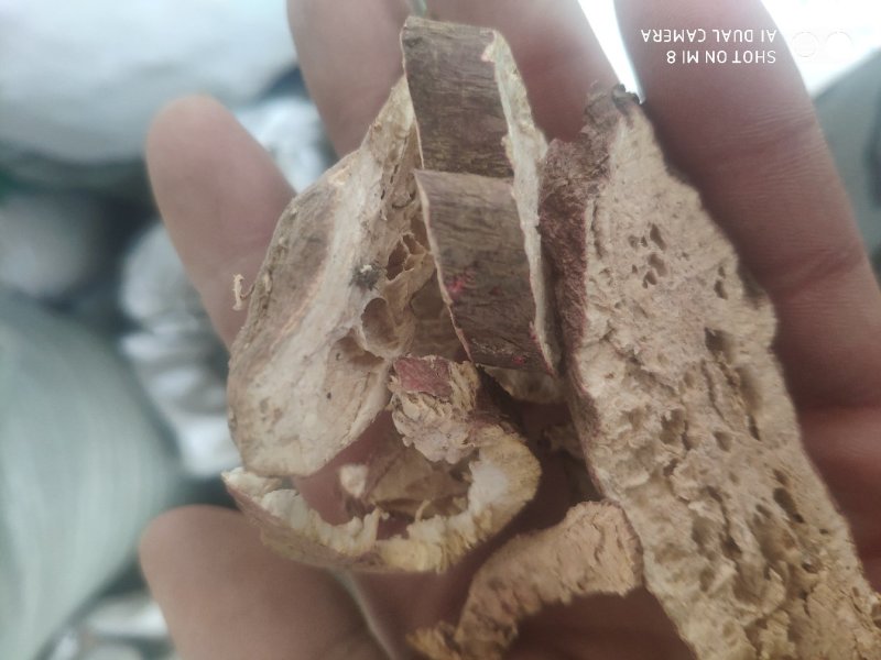 仙人头野辣萝卜母子老罗卜根白萝卜根