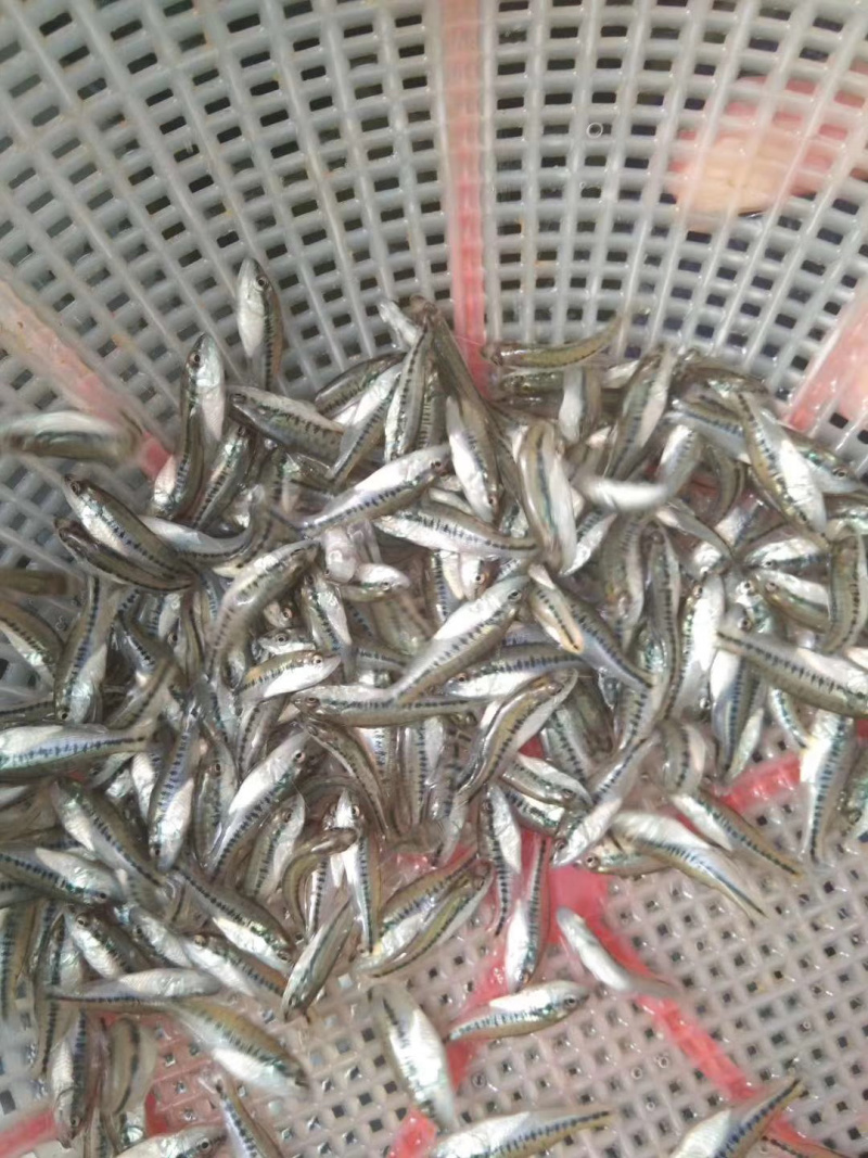 加洲鲈鱼苗，己训吃料，欢迎咨询
