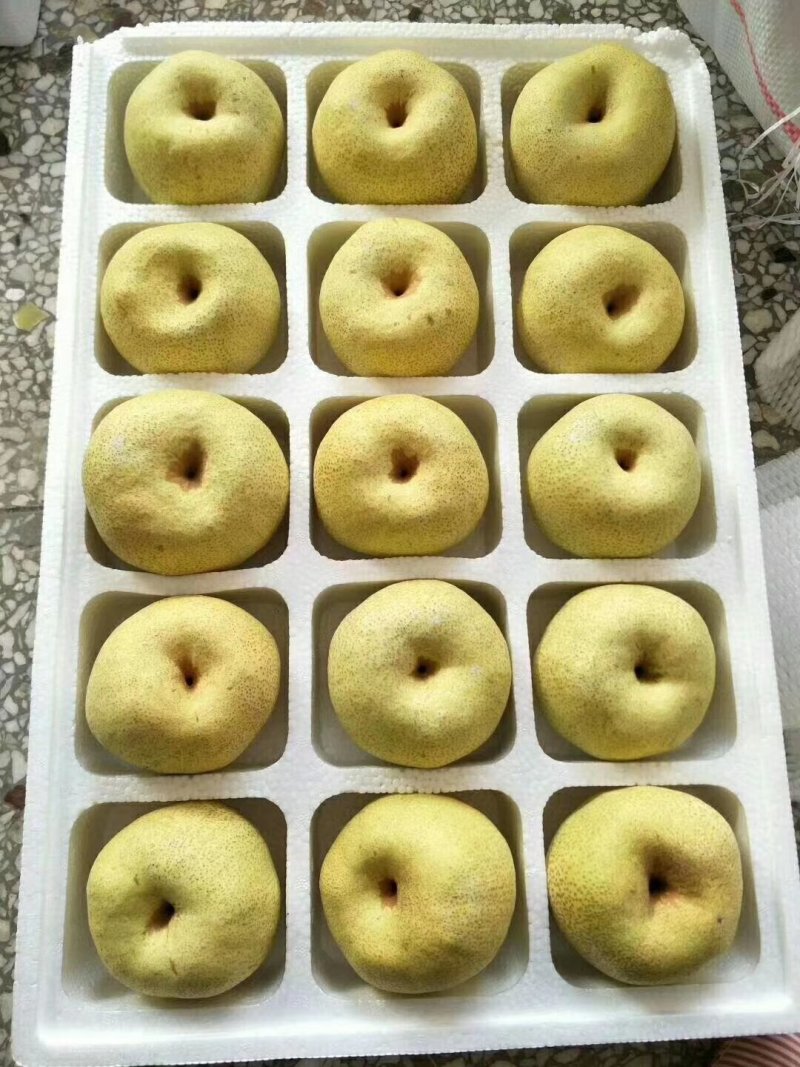 砀山酥梨