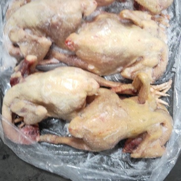 农家老母鸡(钦州九联食品)