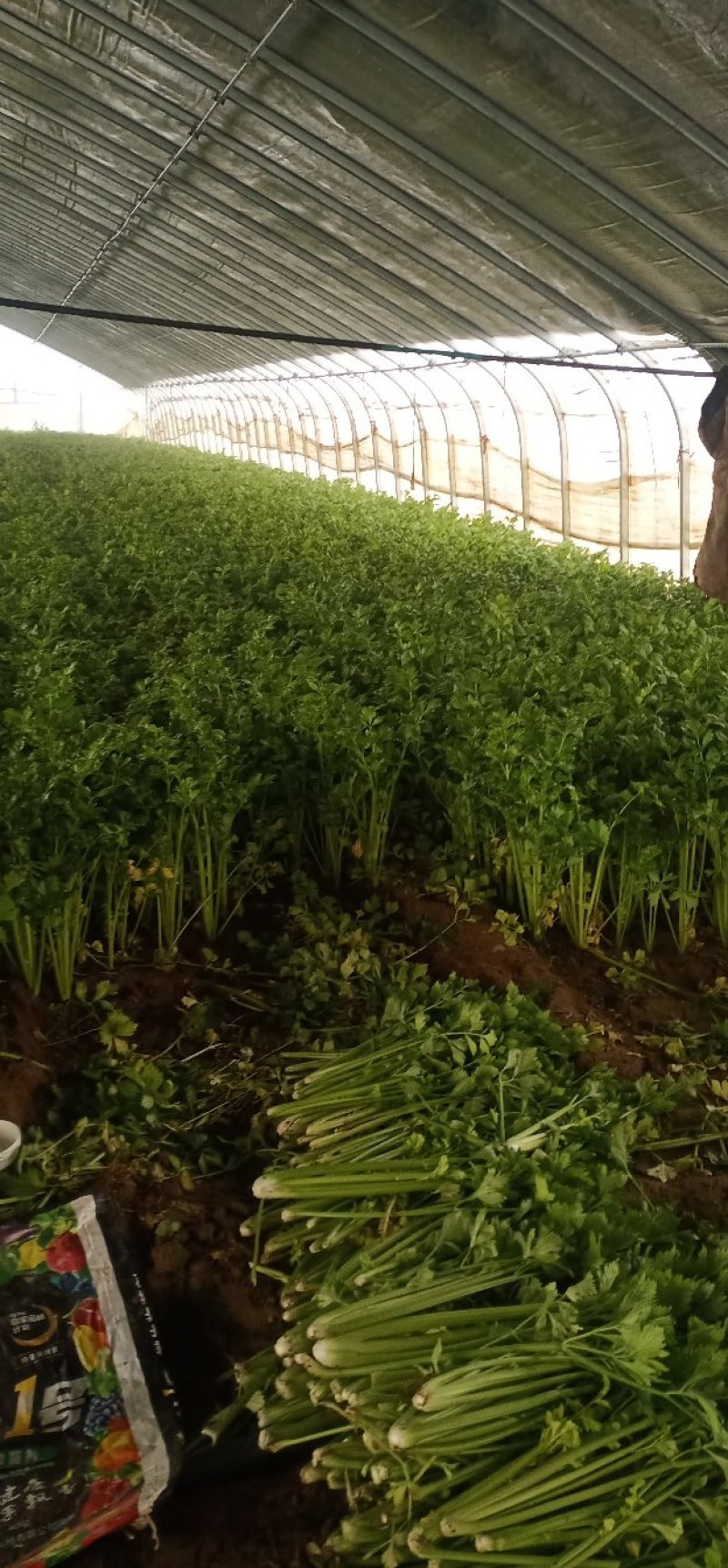 安徽芹菜。美国西芹，小棵芹菜，保证质量，全国代发。