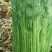 安徽芹菜。美国西芹，小棵芹菜，保证质量，全国代发。