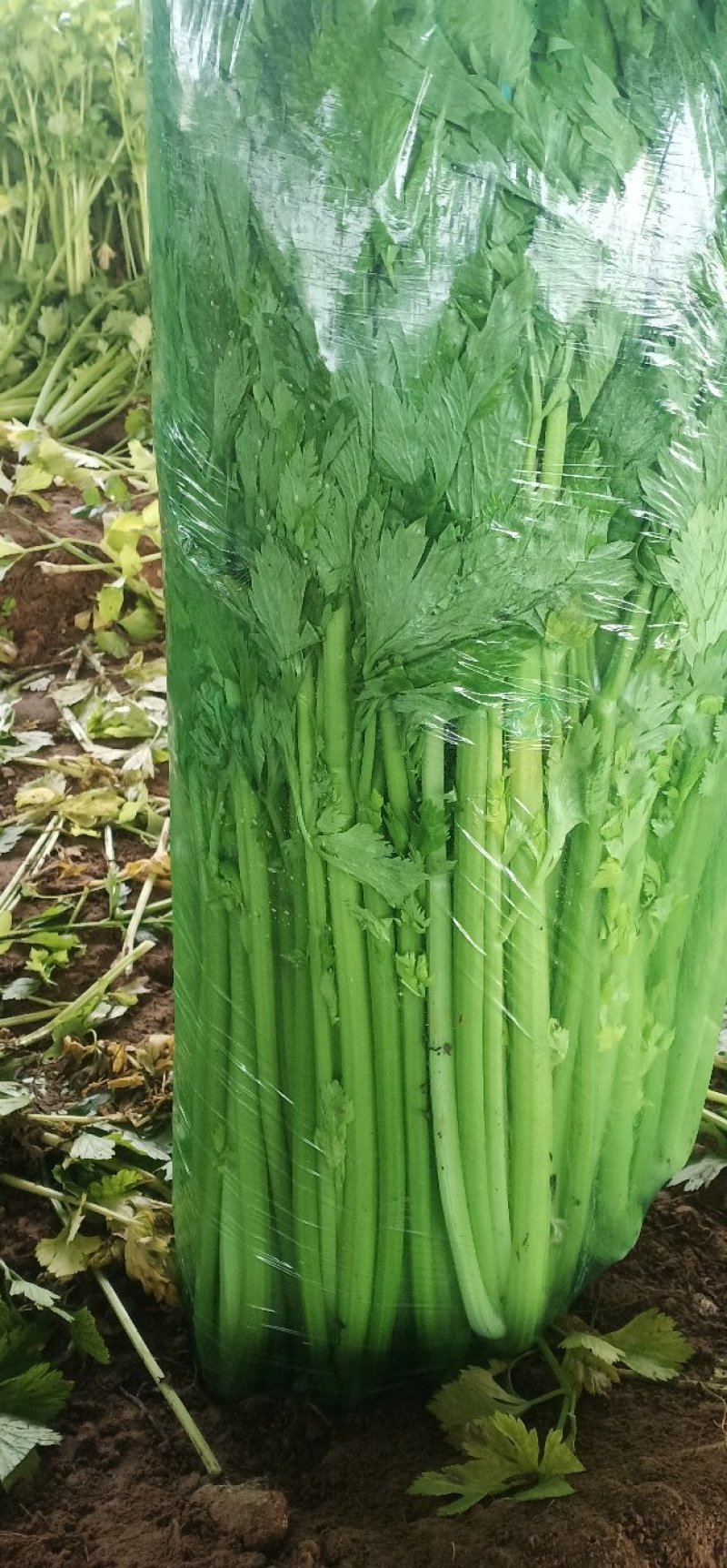 安徽芹菜。美国西芹，小棵芹菜，保证质量，全国代发。