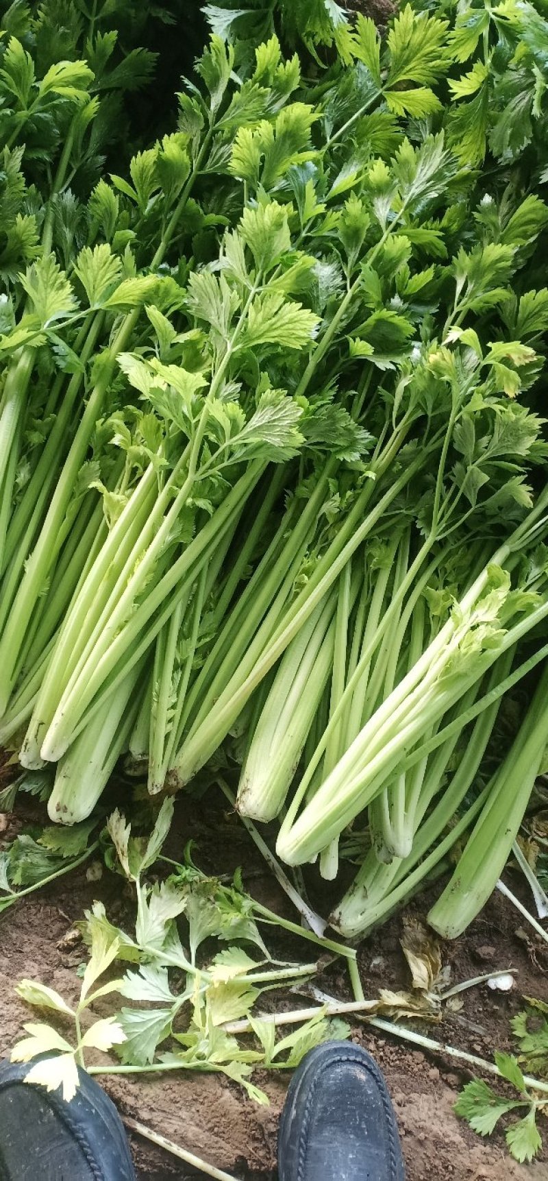 安徽芹菜。美国西芹，小棵芹菜，保证质量，全国代发。