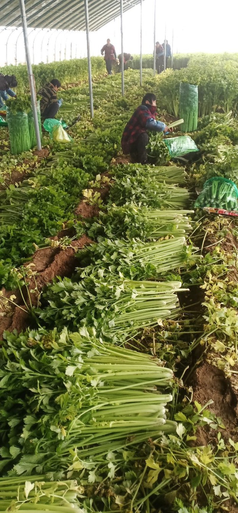 安徽芹菜。美国西芹，小棵芹菜，保证质量，全国代发。