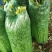 安徽芹菜。美国西芹，小棵芹菜，保证质量，全国代发。