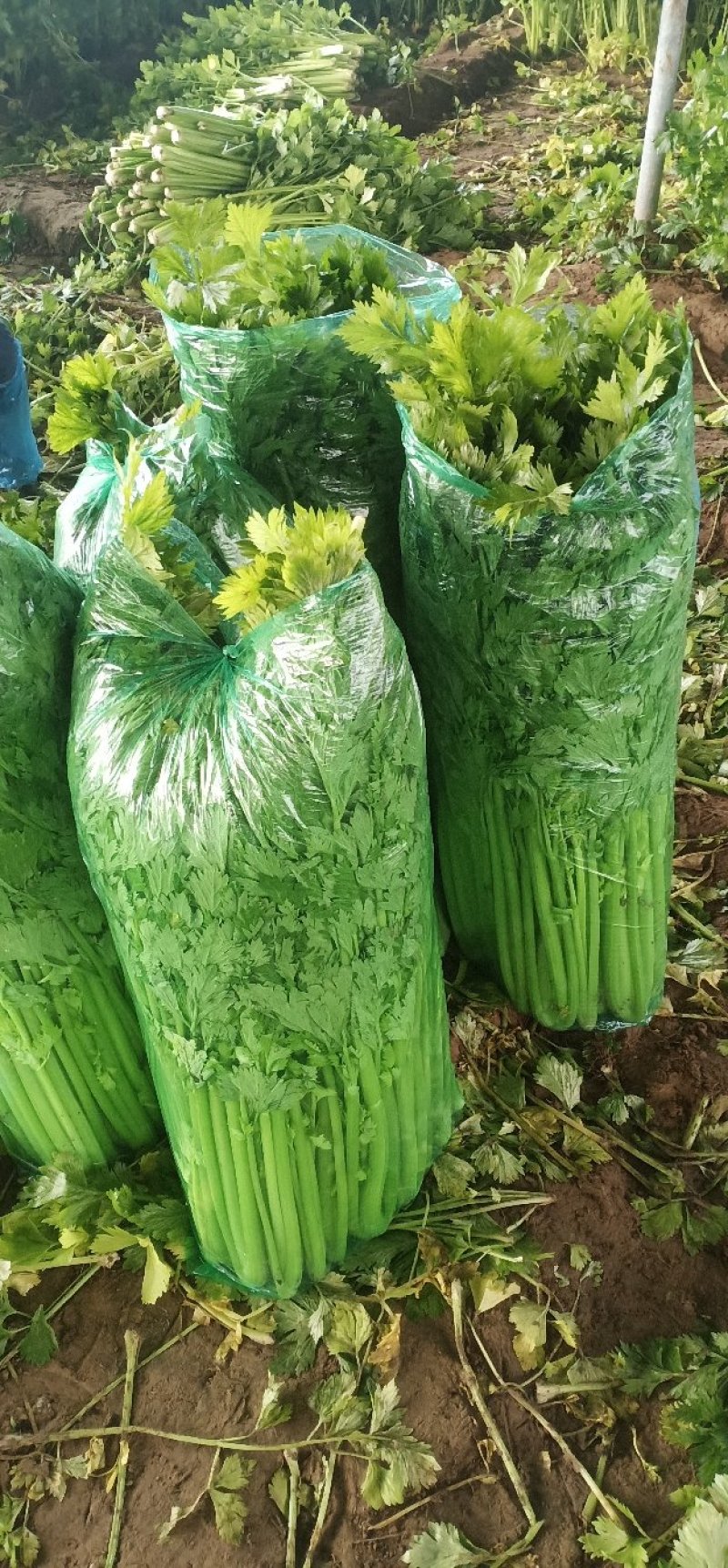 安徽芹菜。美国西芹，小棵芹菜，保证质量，全国代发。