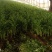 安徽芹菜。美国西芹，小棵芹菜，保证质量，全国代发。