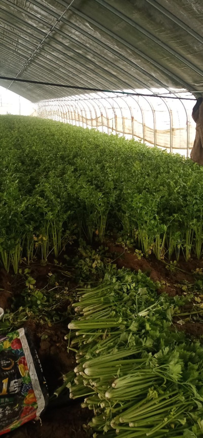 安徽芹菜。美国西芹，小棵芹菜，保证质量，全国代发。