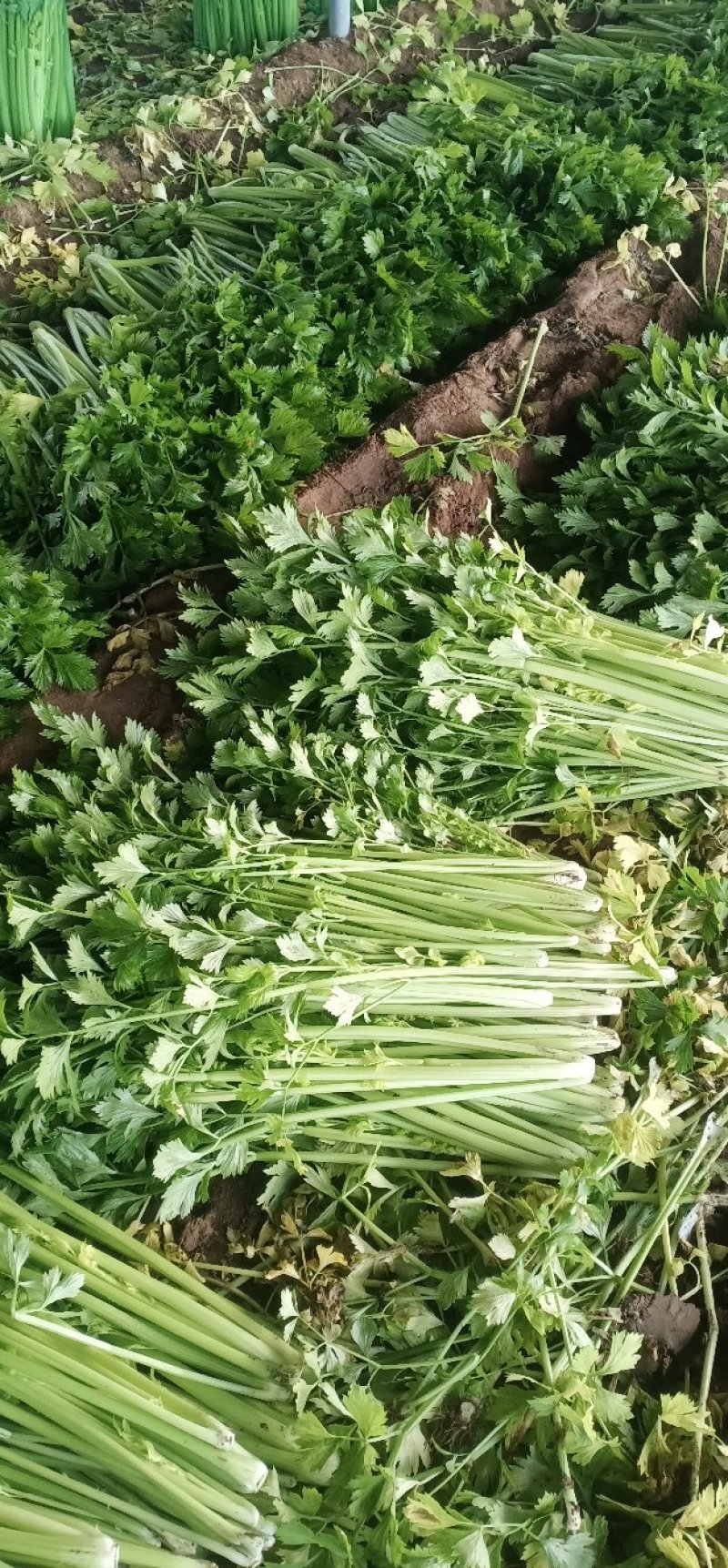 安徽芹菜。美国西芹，小棵芹菜，保证质量，全国代发。