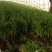 安徽芹菜。美国西芹，小棵芹菜，保证质量，全国代发。